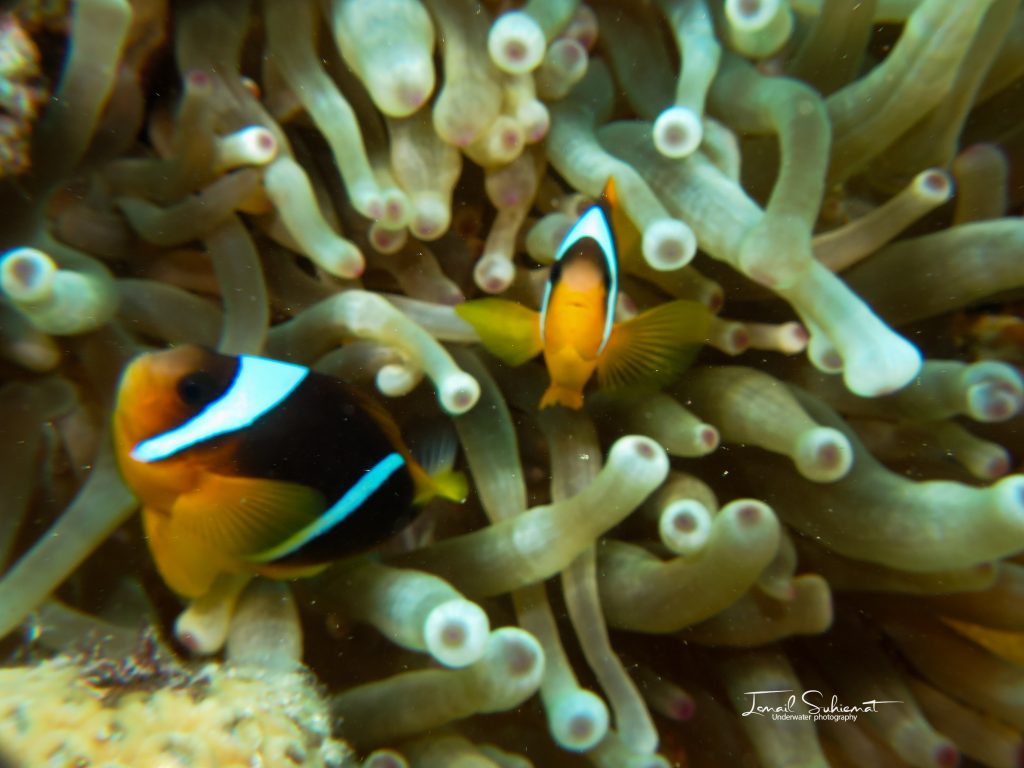 Clown fish Aqaba
