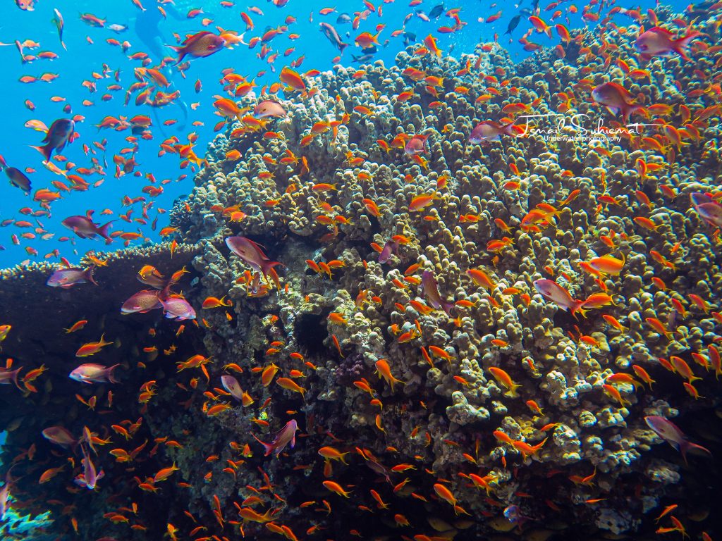 Coral reef Aqaba