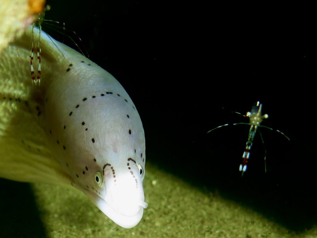 Grey moray Aqaba
