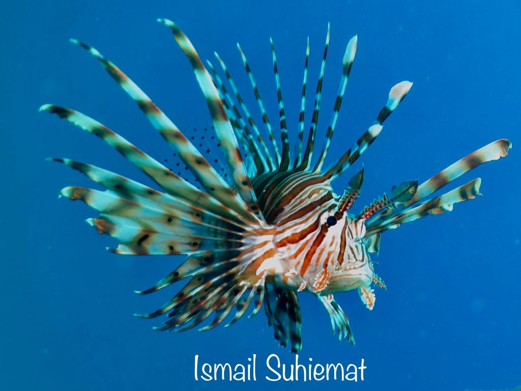 Lion fish Aqaba