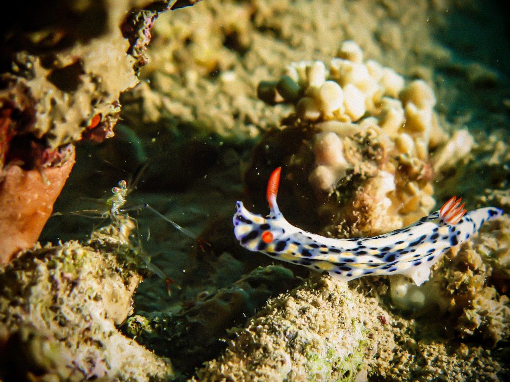 Nudibranch Aqaba