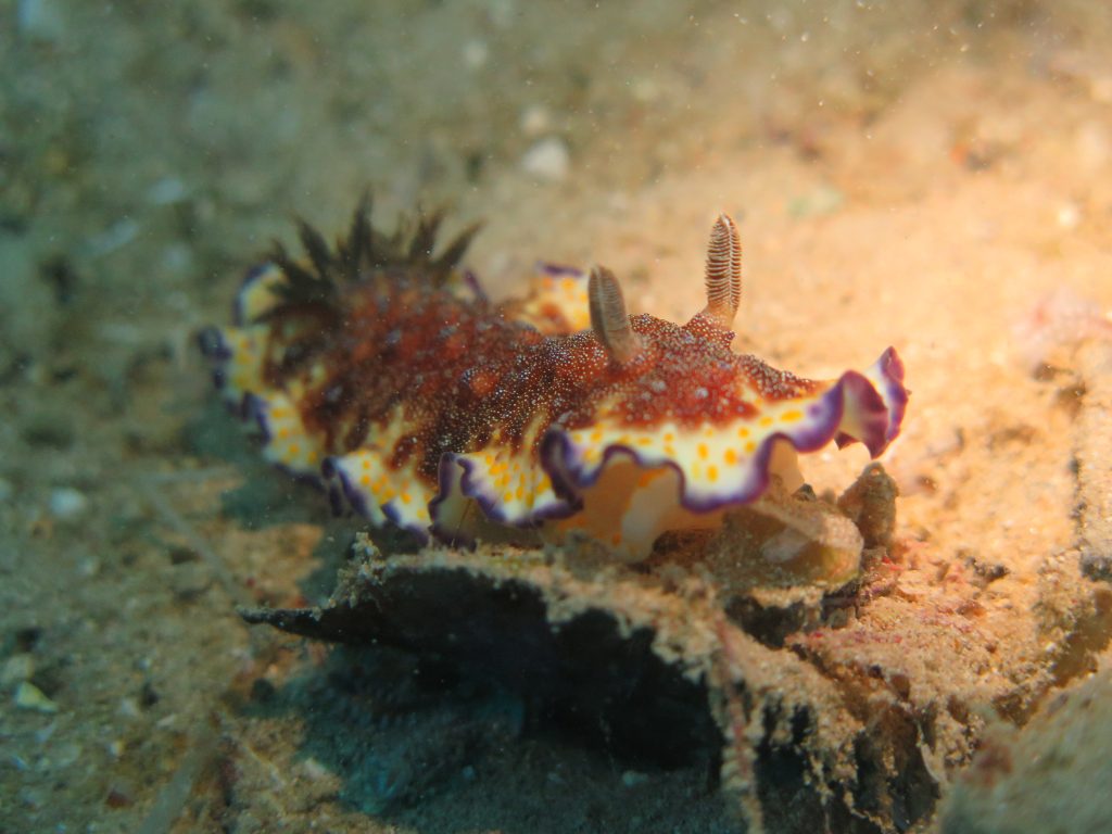 Nudibranch Aqaba1