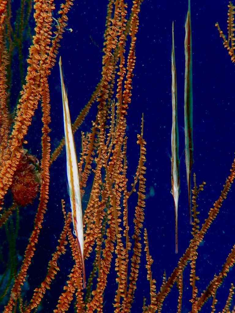 Shrimp fish Aqaba