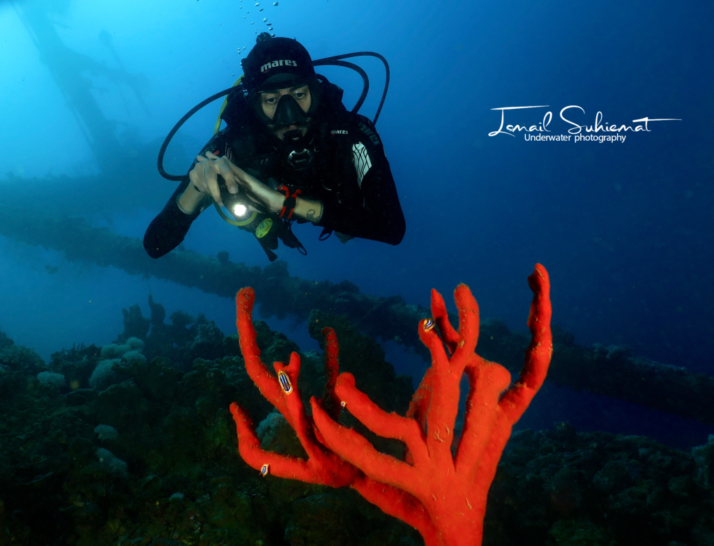 Spange coral Aqaba