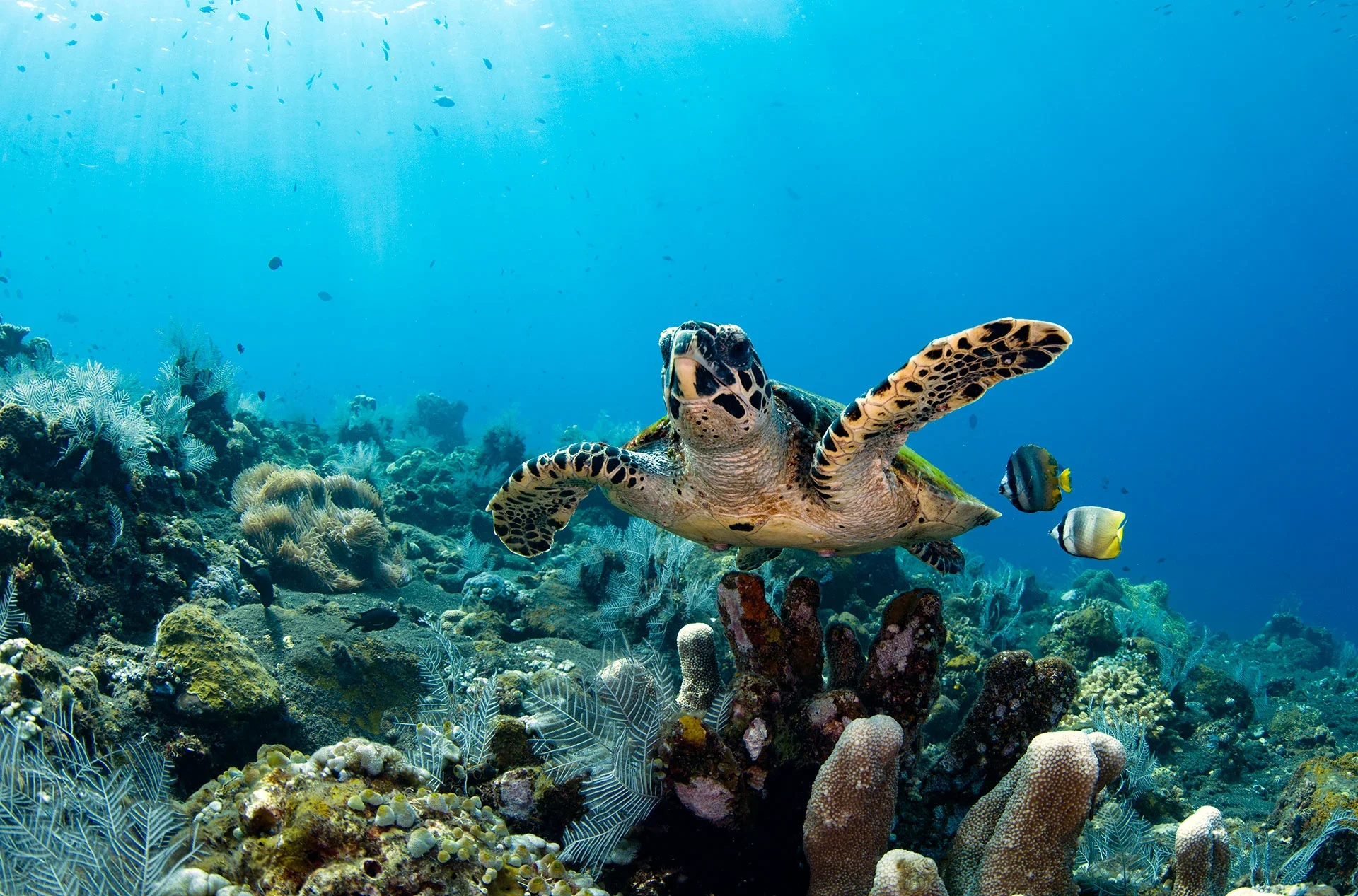Scuba diving in the Red Sea with Aqaba Moon Diving Center