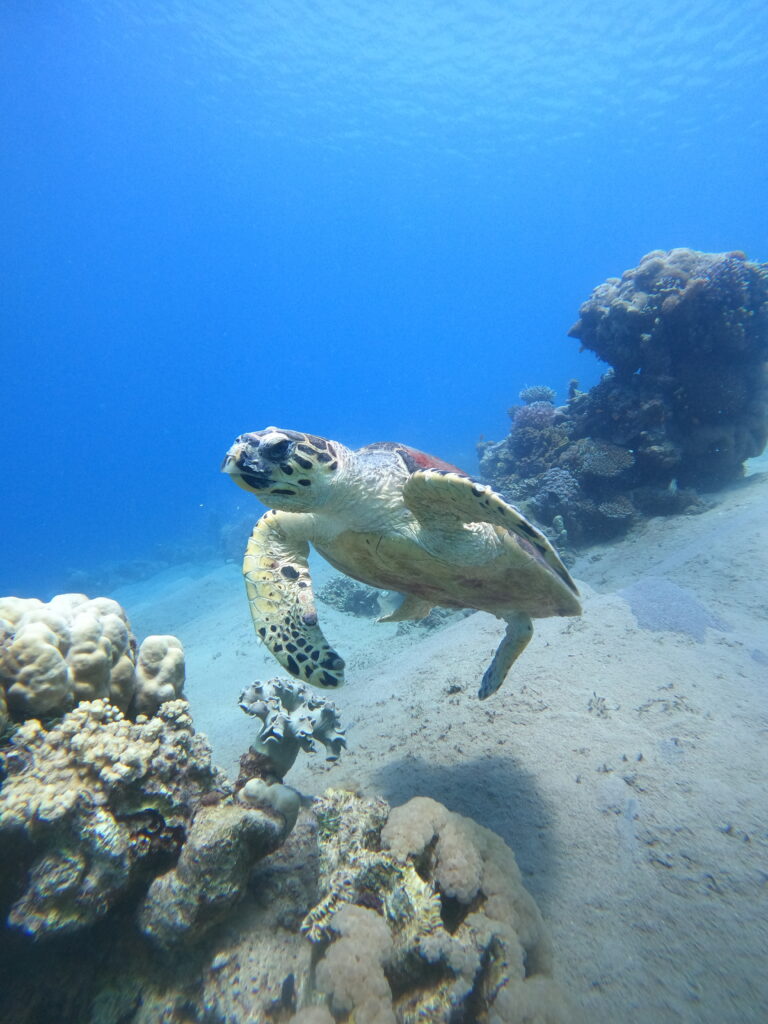 Дайвинг-туры в Иорданию