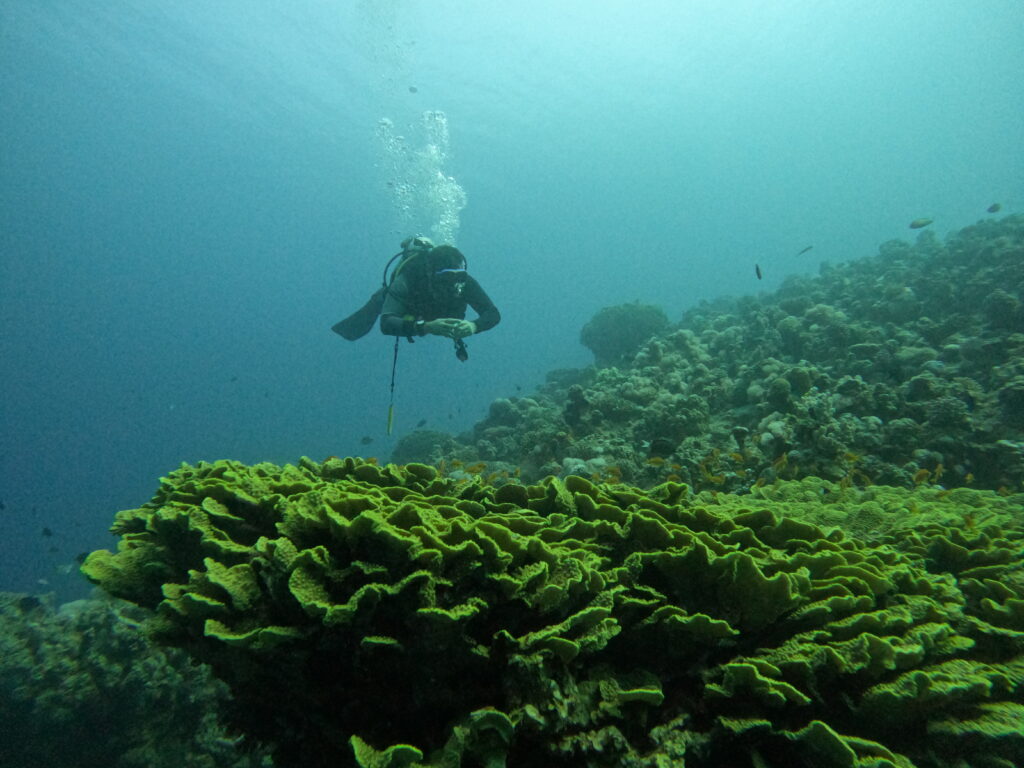 Diving in Aqaba in January