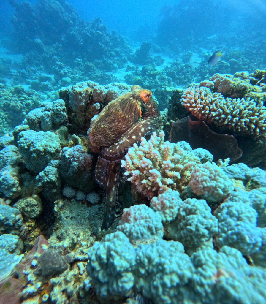 diving in aqaba 2026