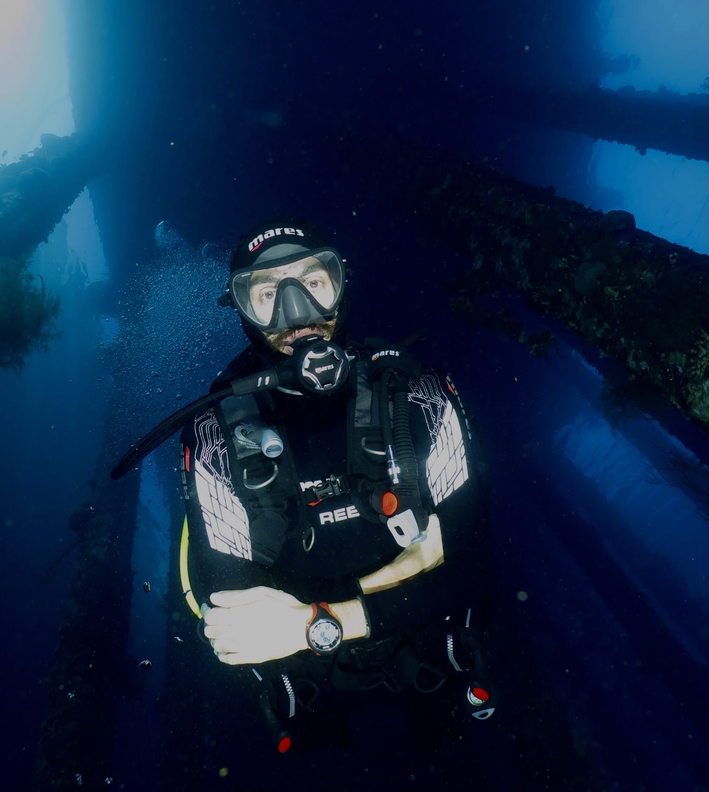 Marine life at Gorgone Two dive site in Aqaba
