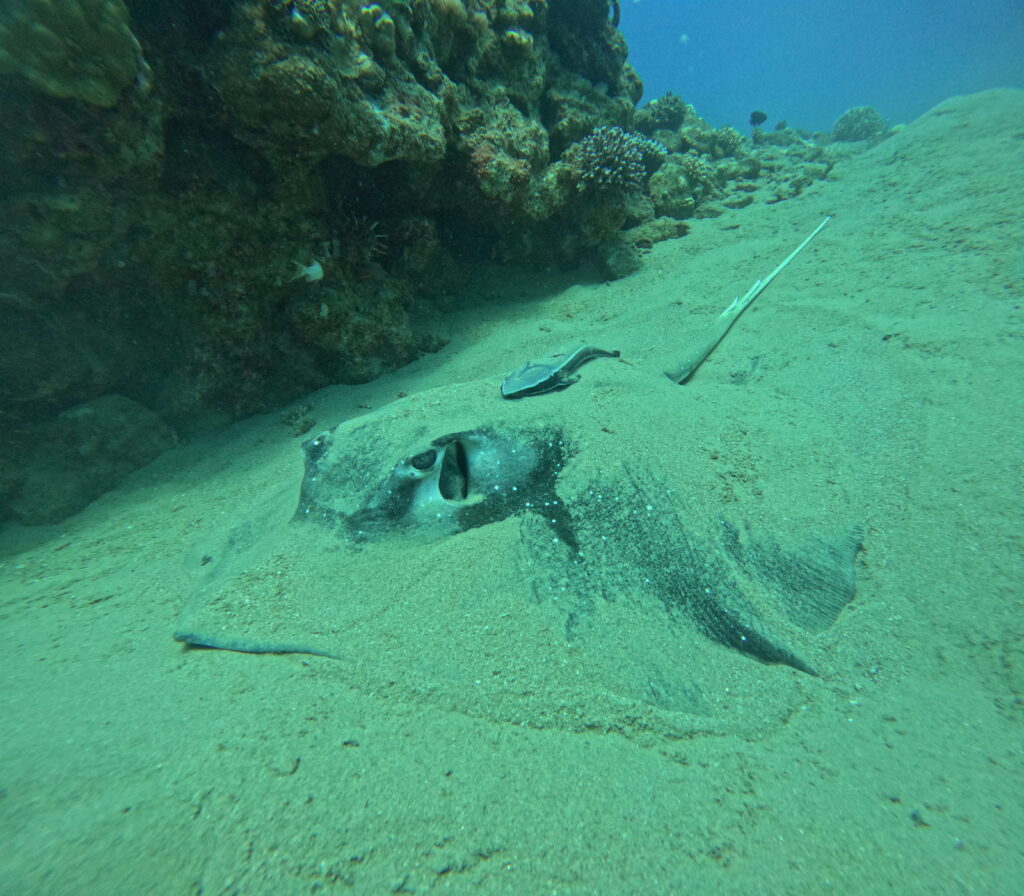 diving in Aqaba in September