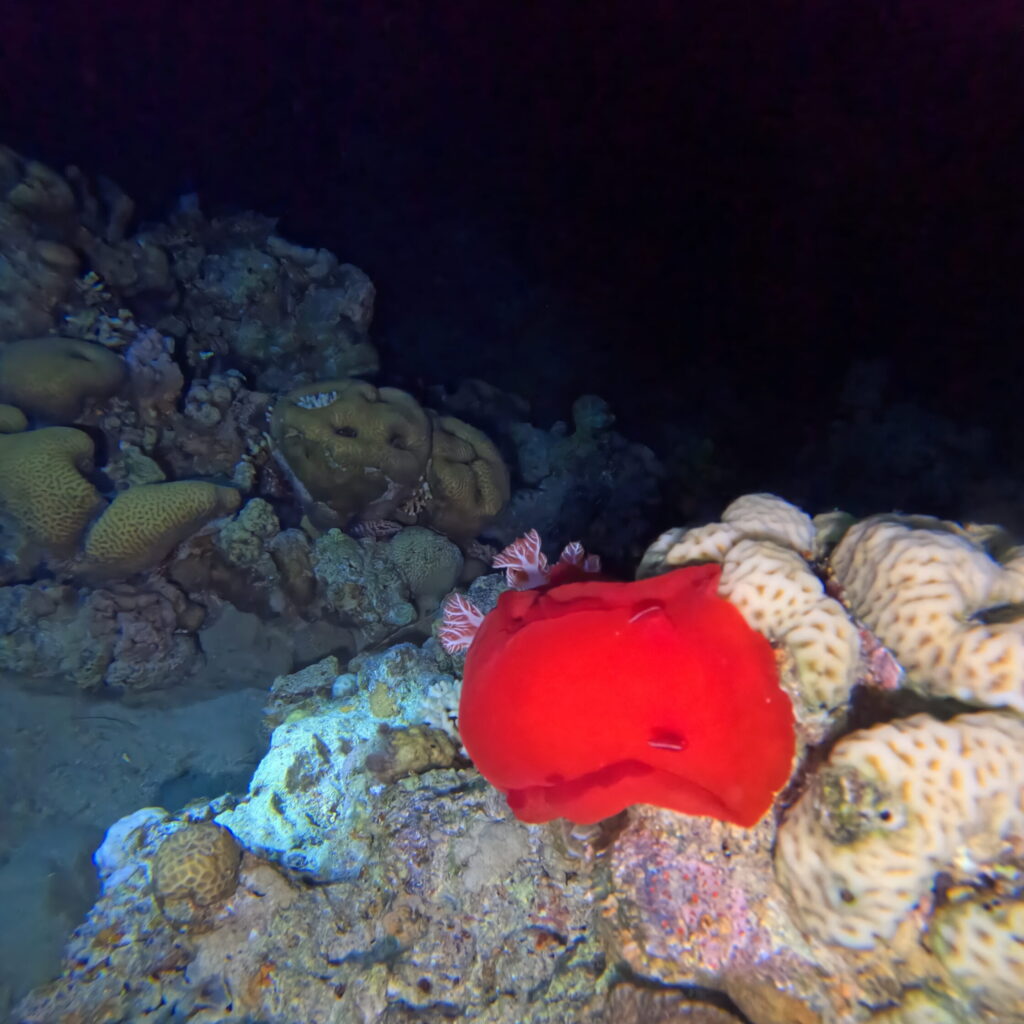 diving in Aqaba in September